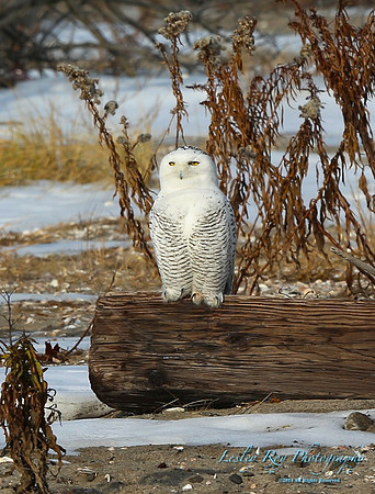 Owl On A Log