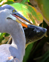 Florida Wetlands