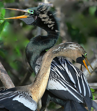 Anhinga Love