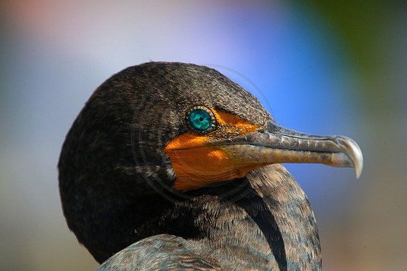 Double-crested Cormorant