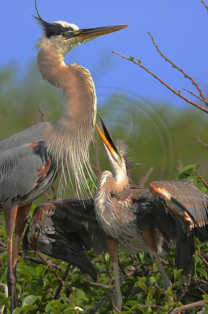 Great Blue Herons