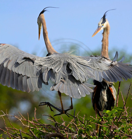 Great Blue Herons