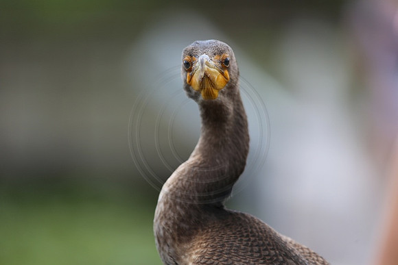Cormorant with Attitude