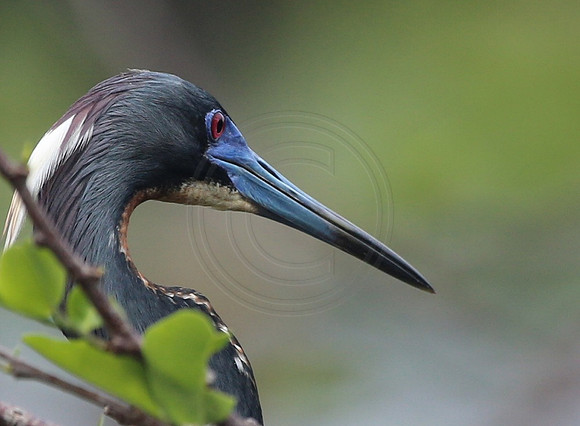 Tricolored Heron