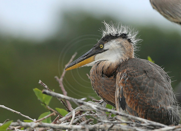 Great Blue Heron