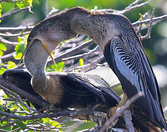 Feeding Ahninga