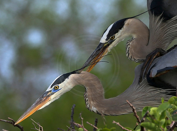 Great Blue Herons