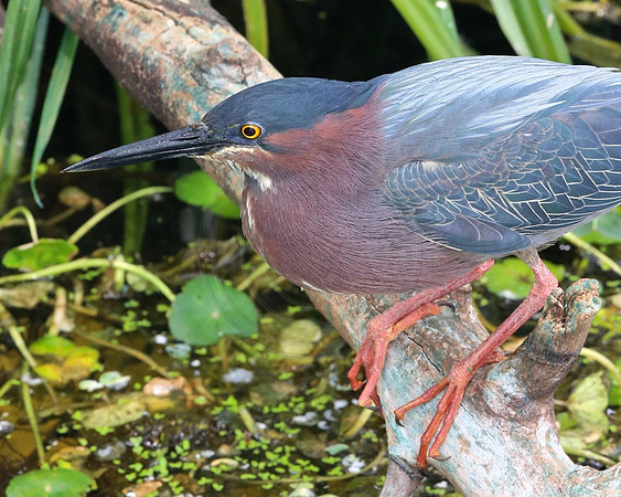 Green Heron