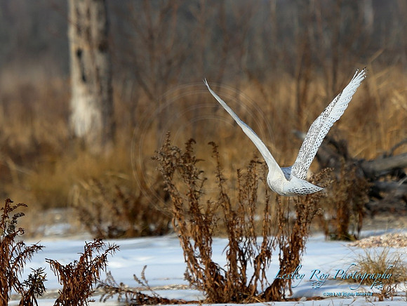 Snowy In Flight