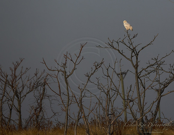 Snowy Owl at Sunset