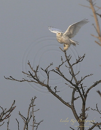 Coming In For A Landing