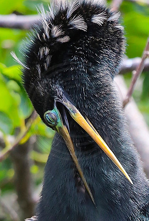 Anhinga